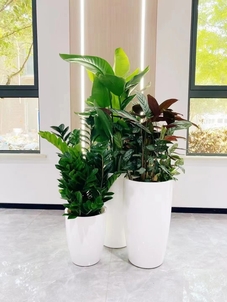 前湾花木租赁方案来袭，轻松营造绝美环境！